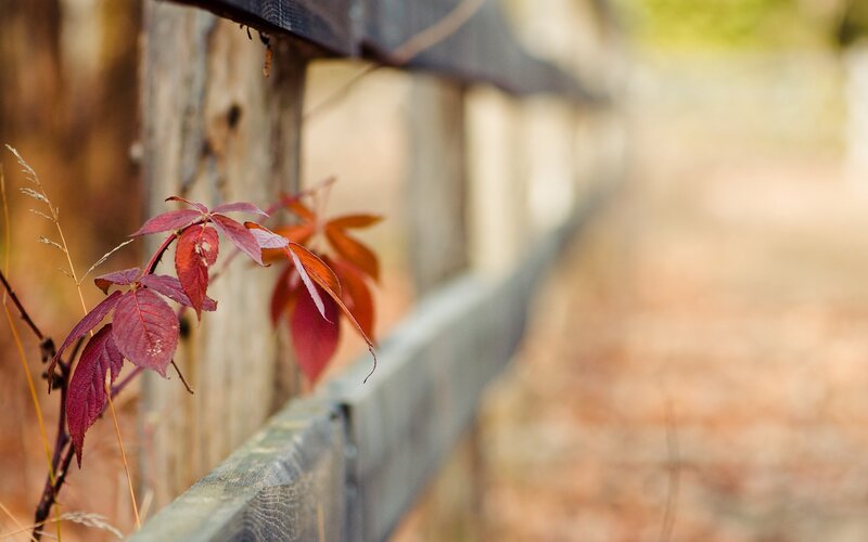 Red Leaves on Vine — Serene, Autumn