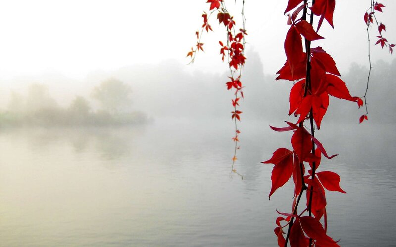 Red Leaves on Vine — Serene