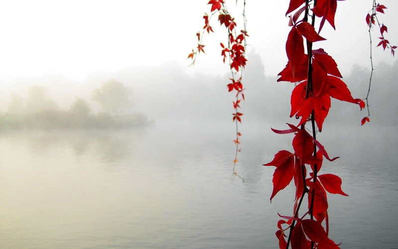 Red Leaves on Vine