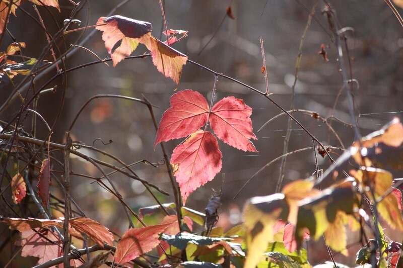 Red Leaves on Vines — Serene