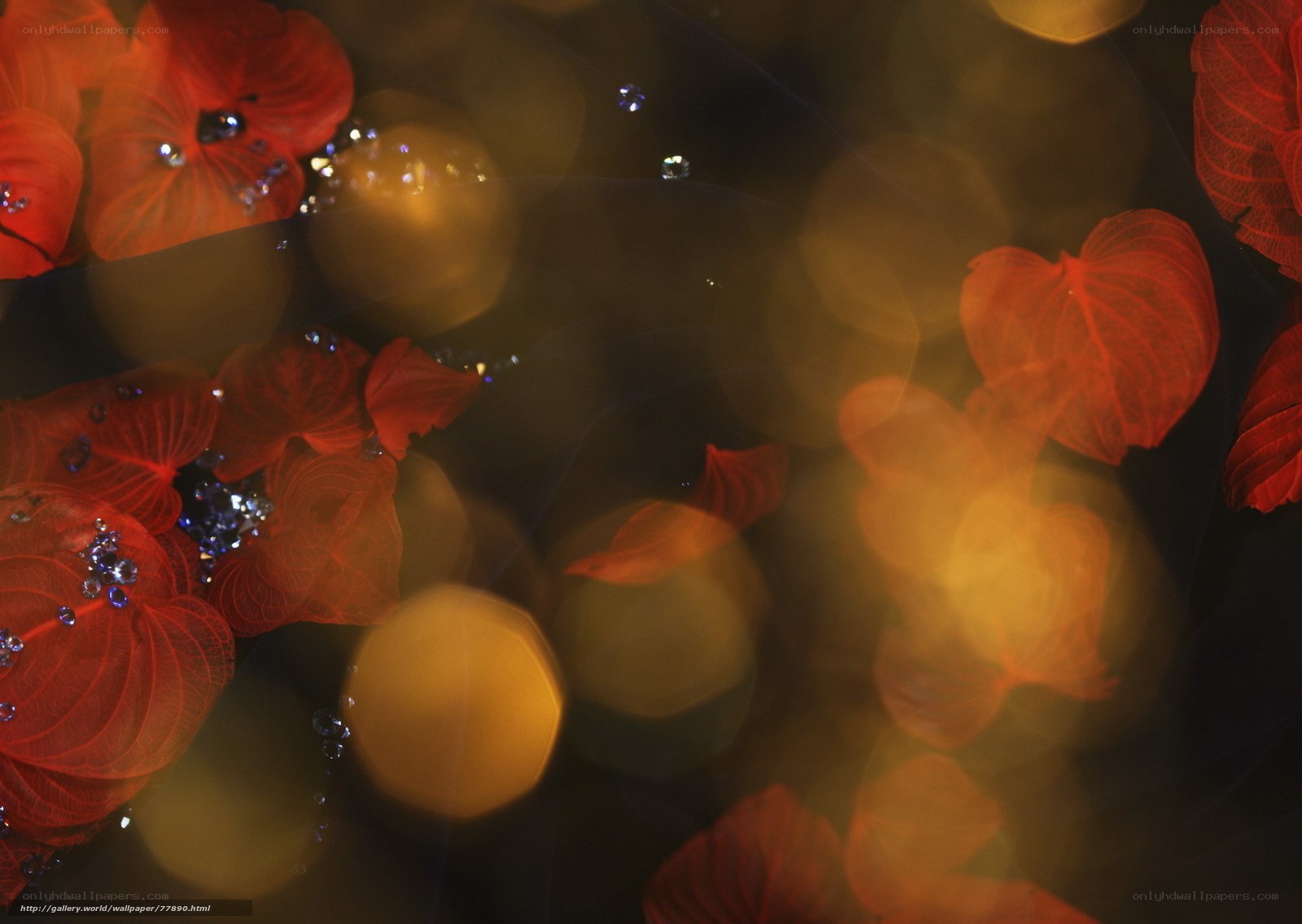 Red leaves on water with bokeh