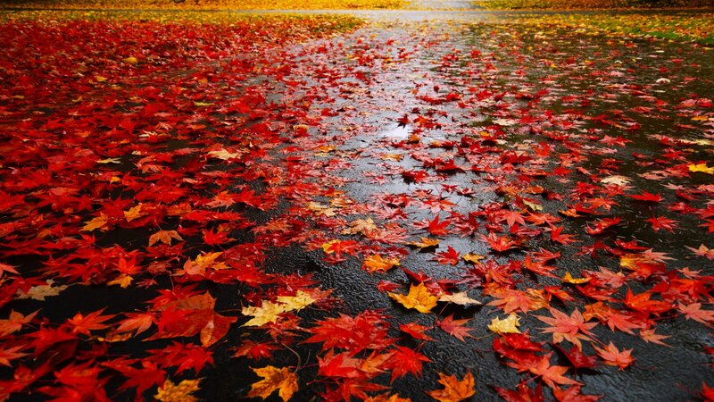 Red Leaves on Wet Pavement