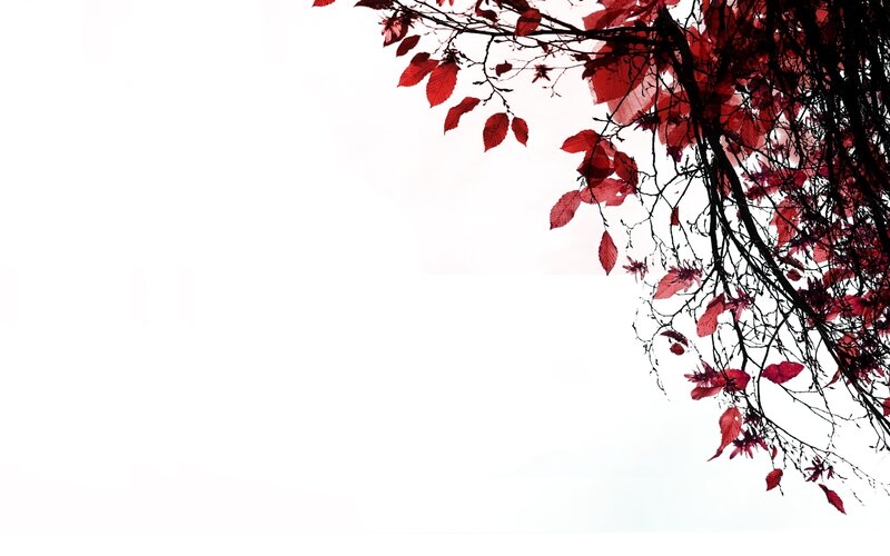 red leaves on white background