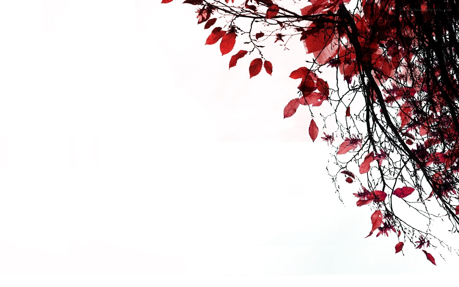 red leaves on white background