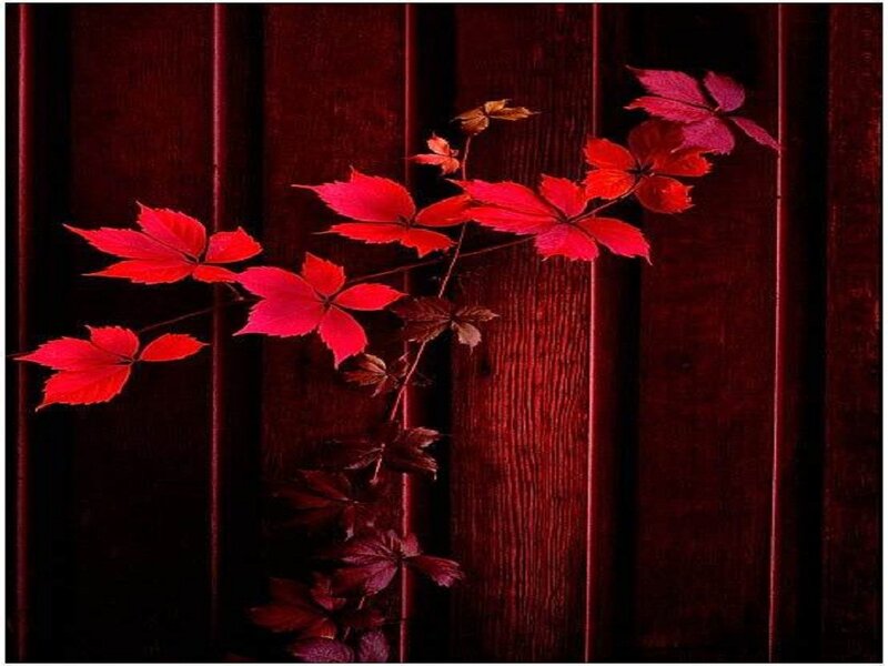Red Leaves on Wood