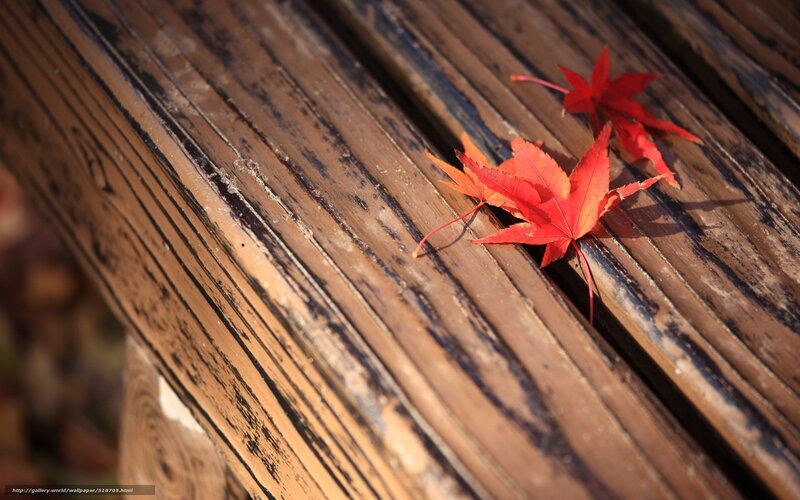 Red leaves on wooden bench