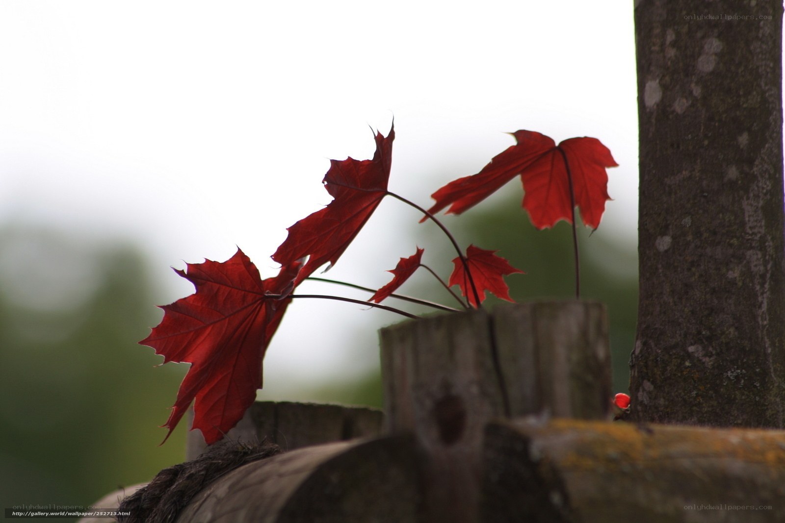 Red leaves on wooden post