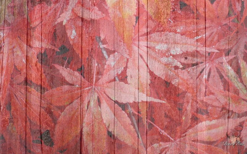 Red leaves on wooden wall