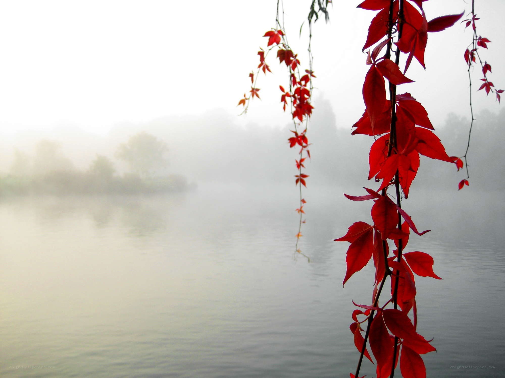Red leaves over misty lake