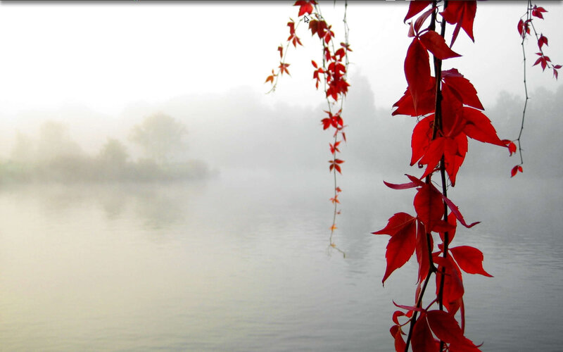 Red leaves over misty lake