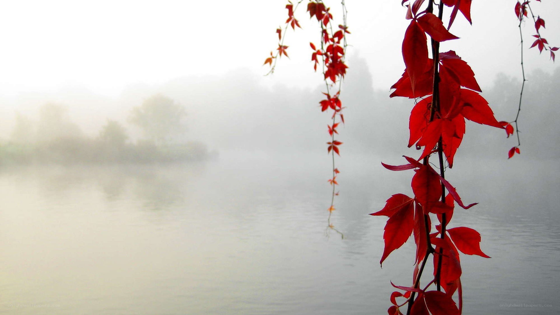 Red leaves over misty lake