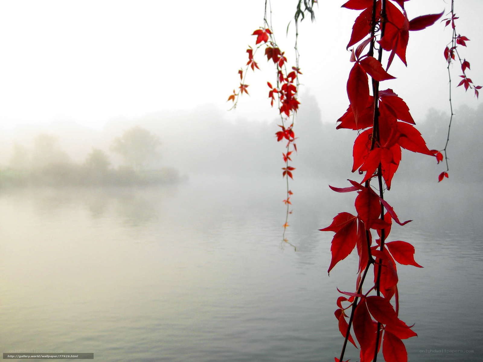 Red leaves over misty lake