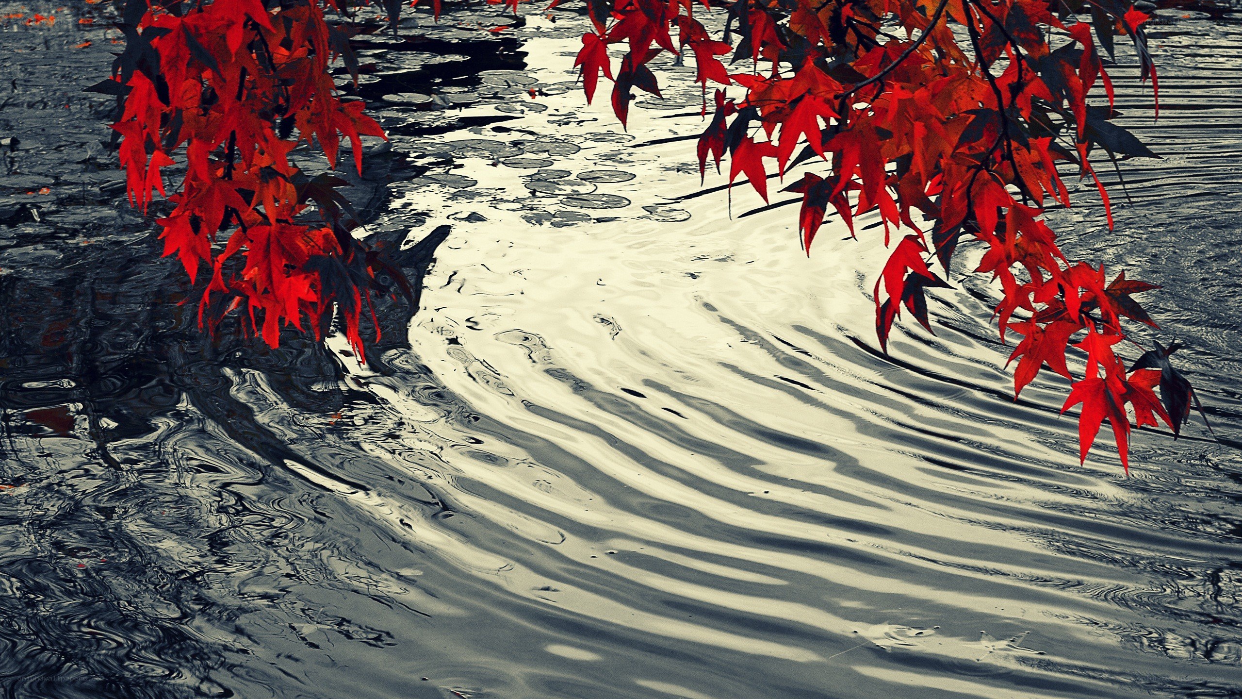 Red leaves over rippling water