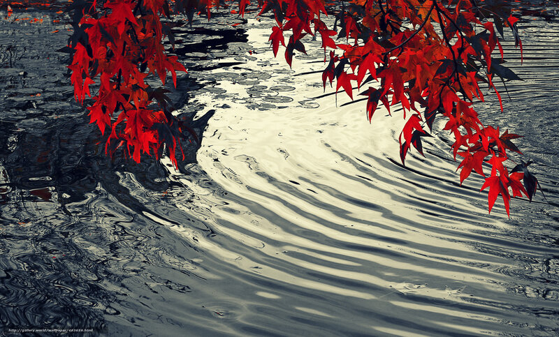 Red leaves over rippling water