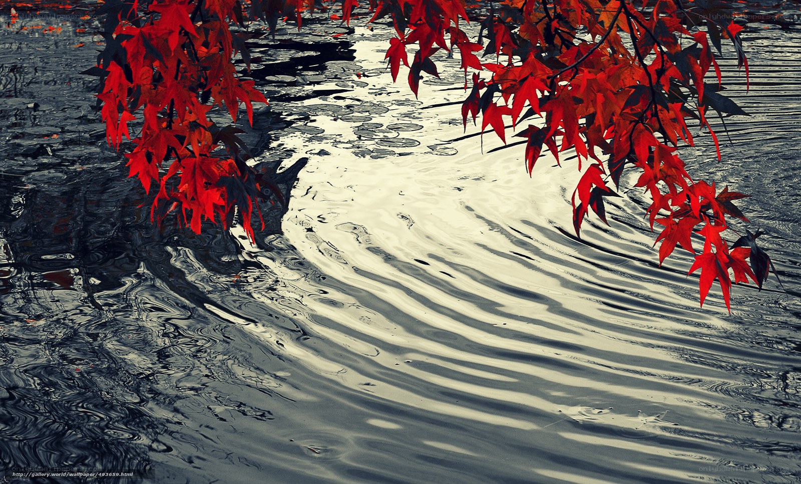 Red leaves over rippling water