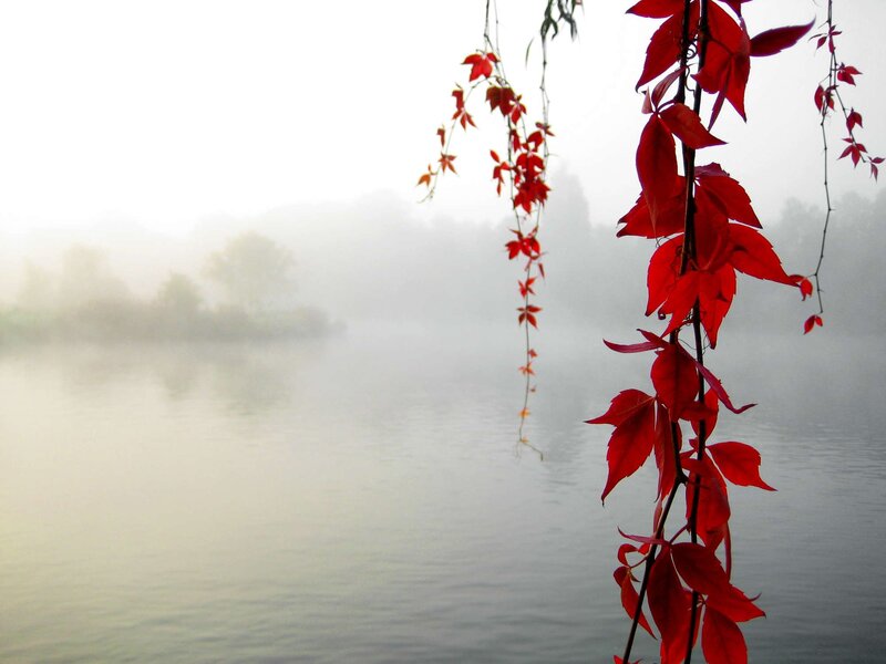 Red Leaves over Water — Serene, Autumn