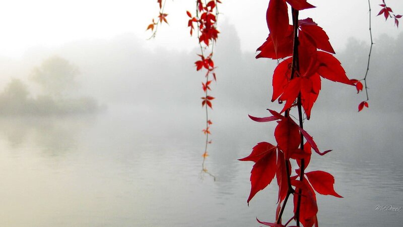 Red Leaves over Water