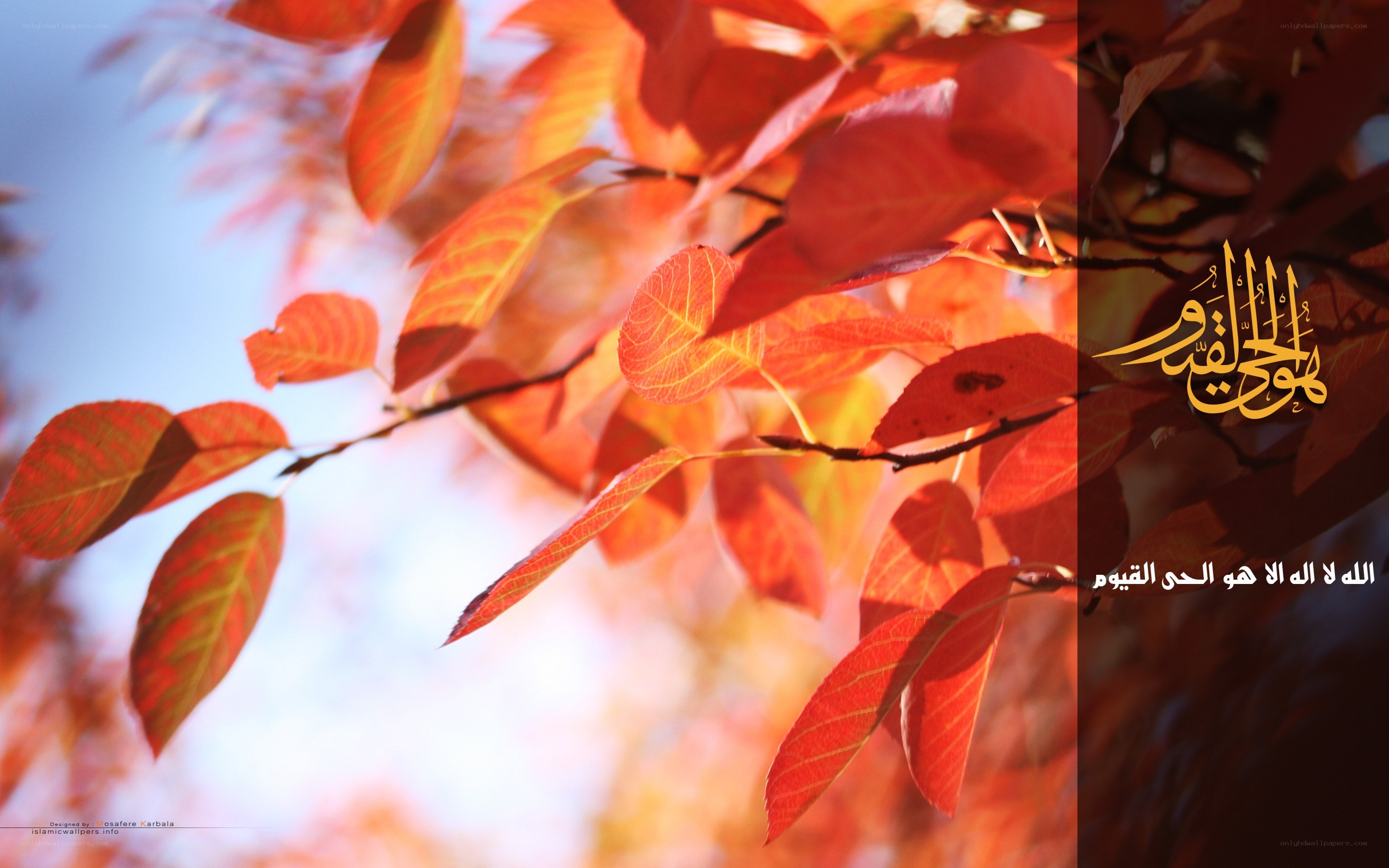Red leaves with Arabic text
