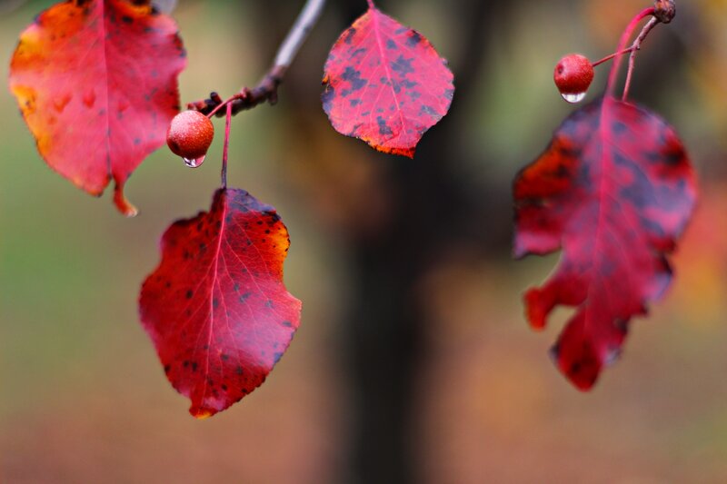 Red Leaves with Berries