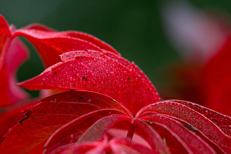 Red Leaves with Dew