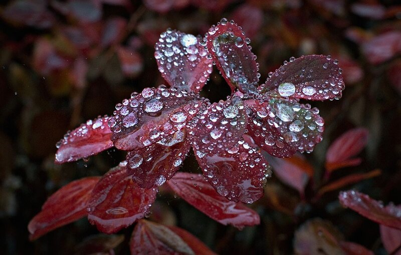 Red leaves with raindrops