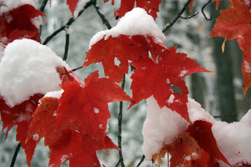 Red leaves with snow