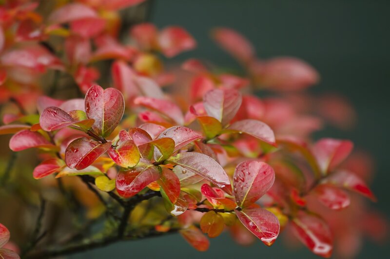 Red leaves with water droplets