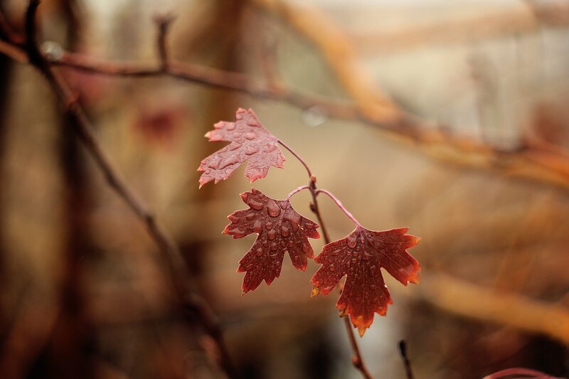 Red leaves with water droplets