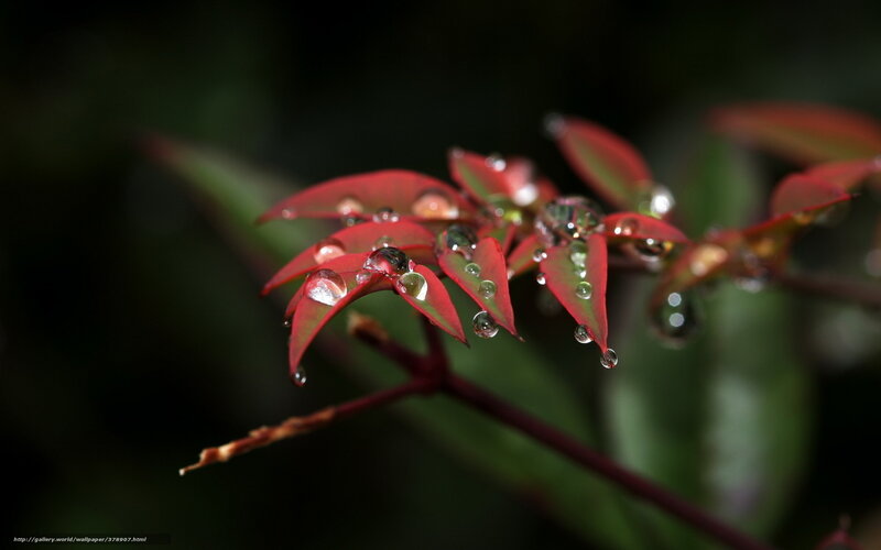 Red leaves with water droplets