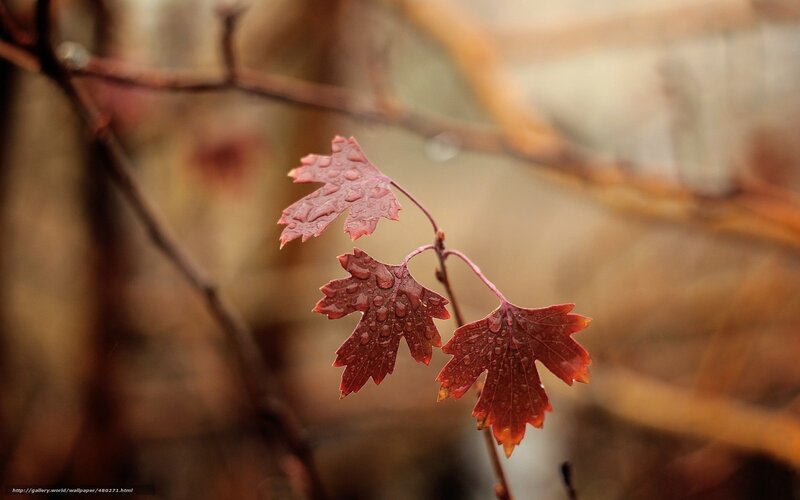 Red leaves with water droplets