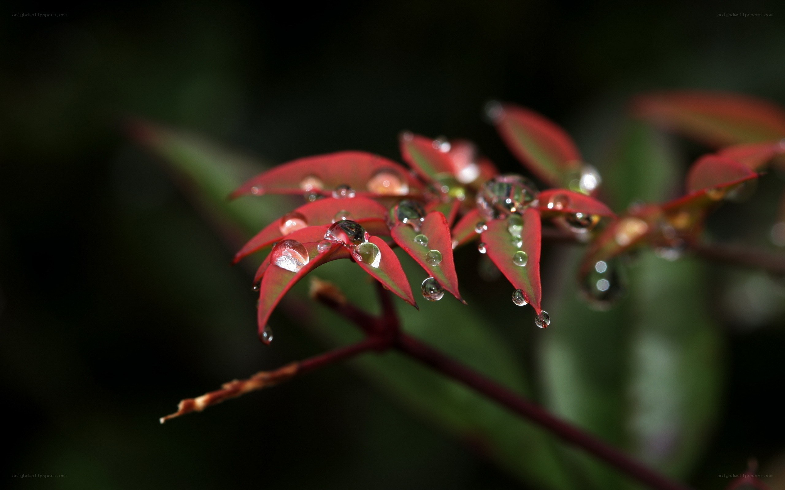 Red leaves with water droplets