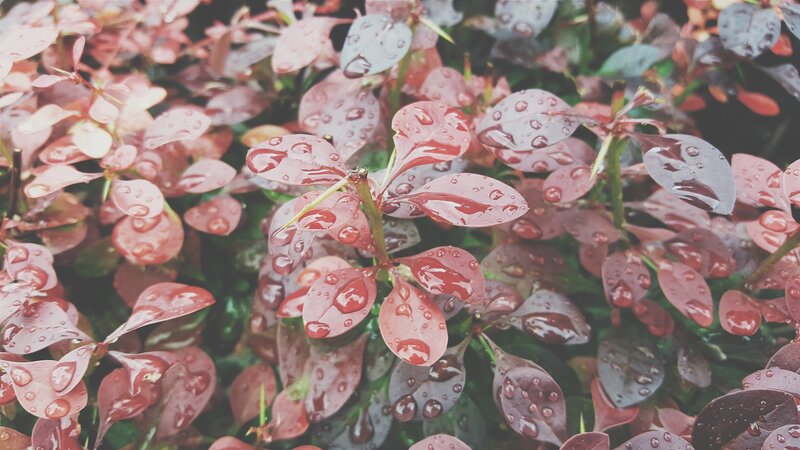 Red Leaves with Water Droplets — Calm