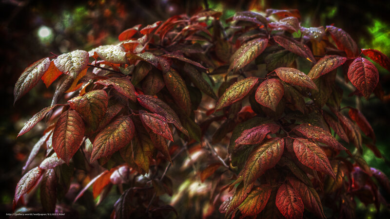 Red Leaves with Water Droplets — Dramatic, Autumn, Photograph