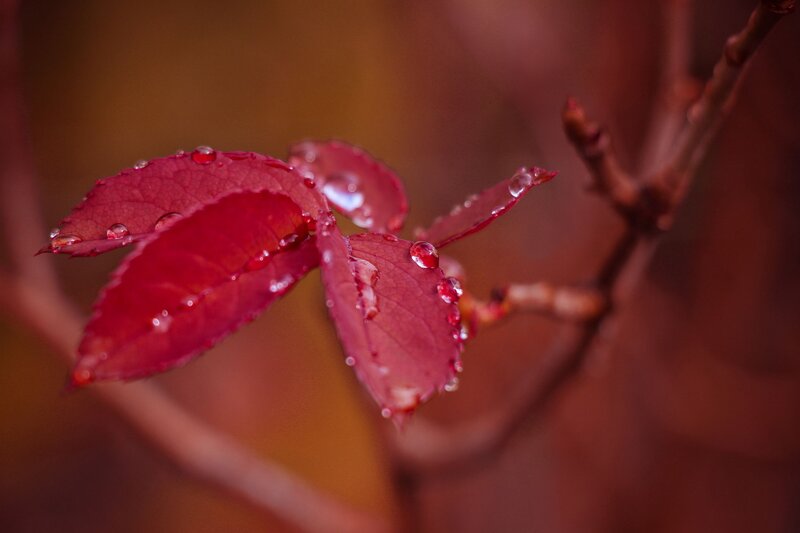 Red Leaves with Water Droplets — Serene, Autumn, Photograph, Branch