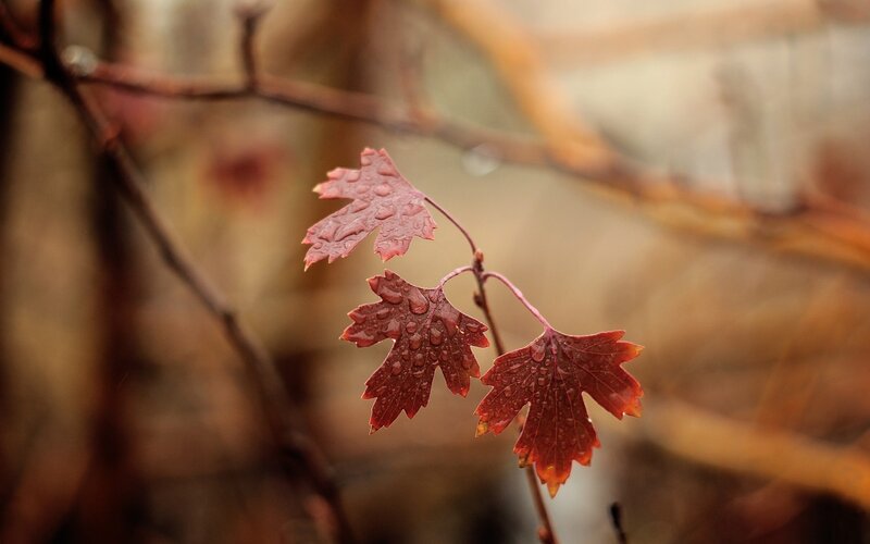 Red Leaves with Water Droplets — Serene, Autumn, Photograph, Branches