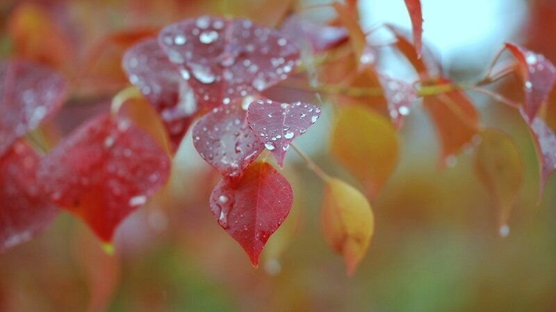 Red Leaves with Water Droplets — Serene, Autumn, Photograph
