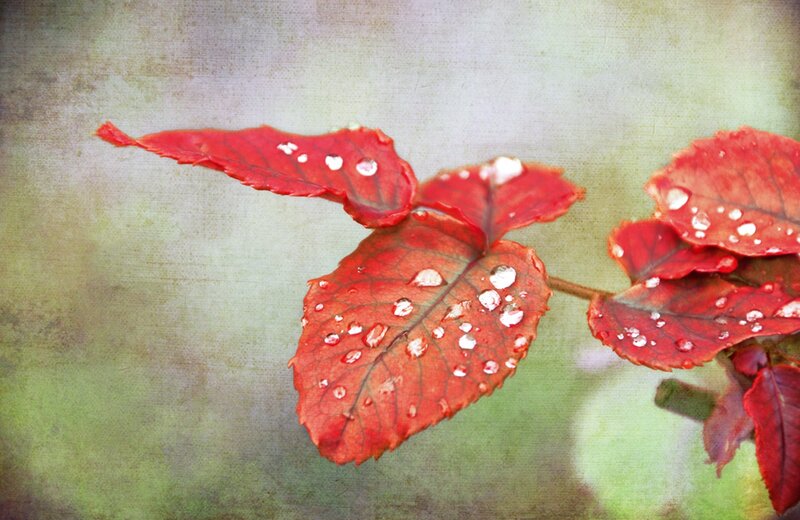 Red Leaves with Water Droplets — Serene, Autumn
