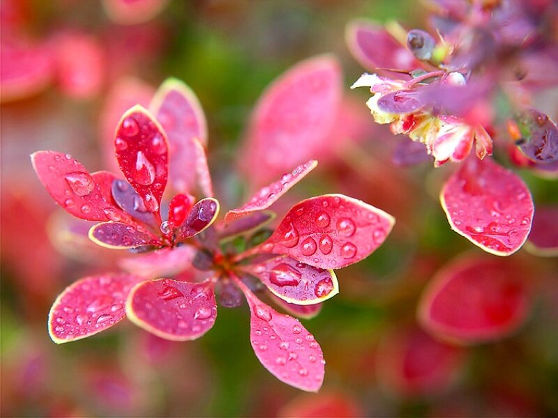 Red Leaves with Water Droplets — Serene