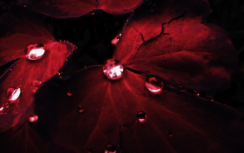 Red leaves with water droplets