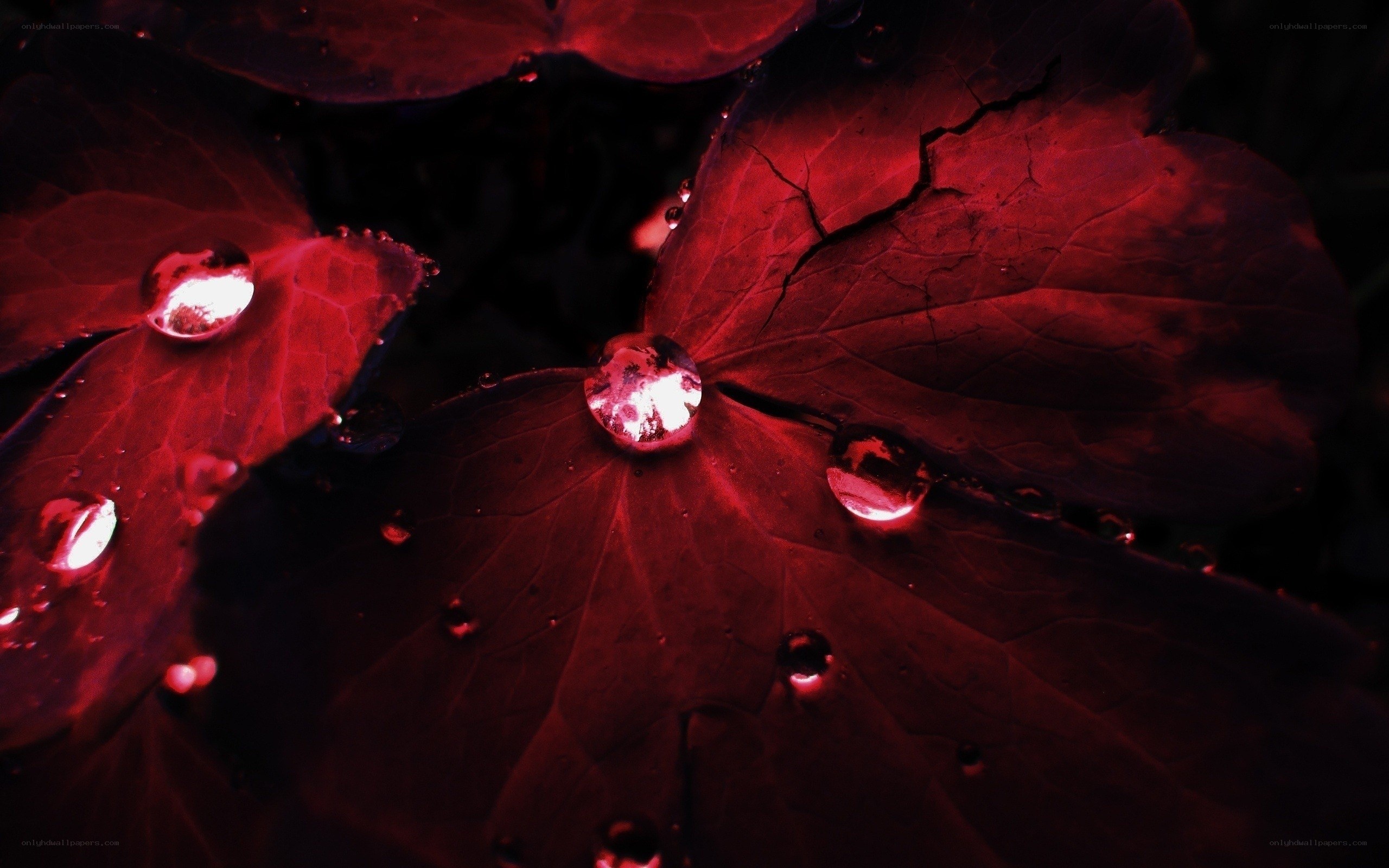 Red leaves with water droplets