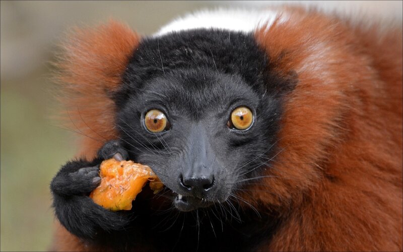 Red Lemur Eating Fruit — Black