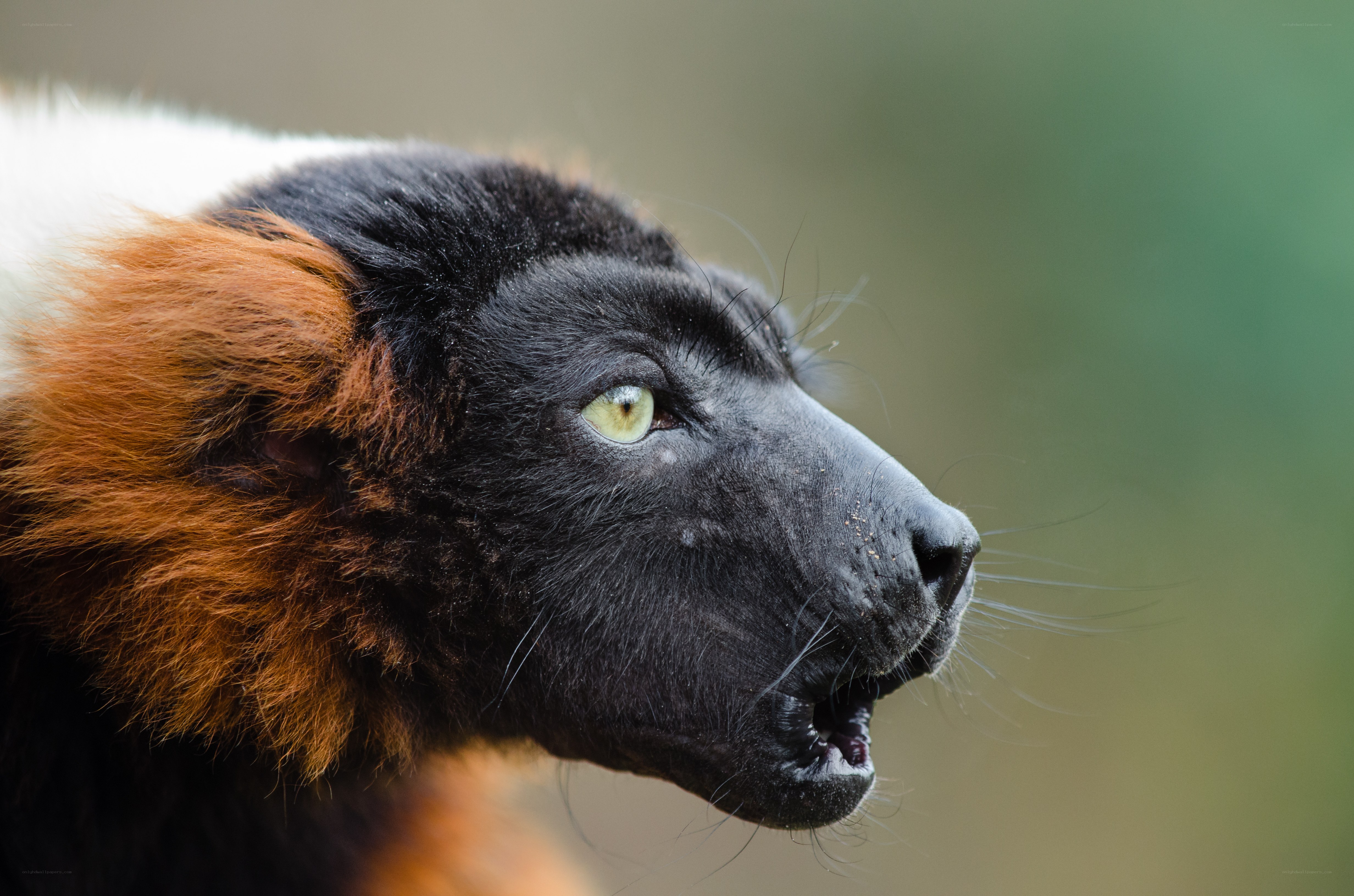 red lemur in profile