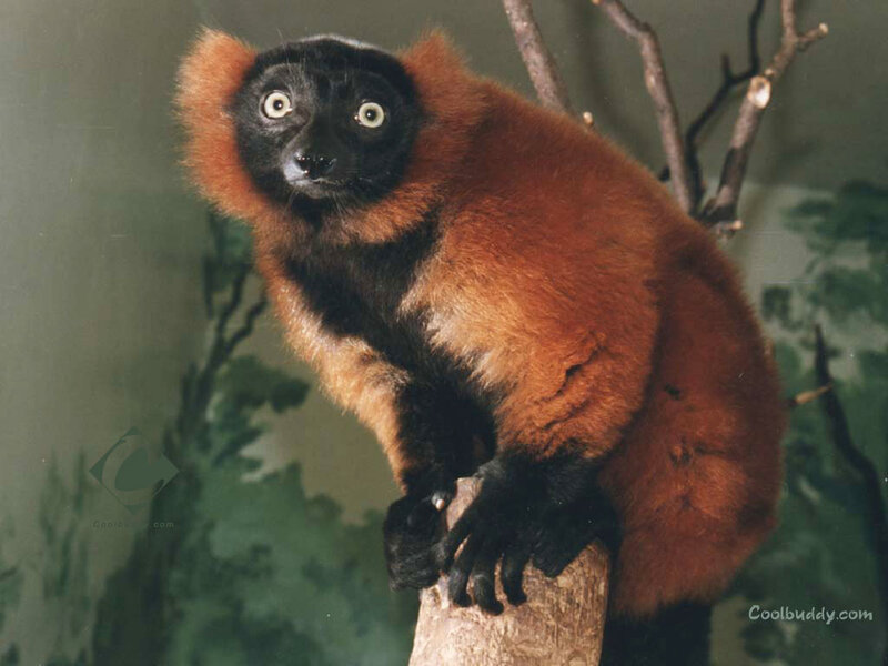 Red lemur on a branch