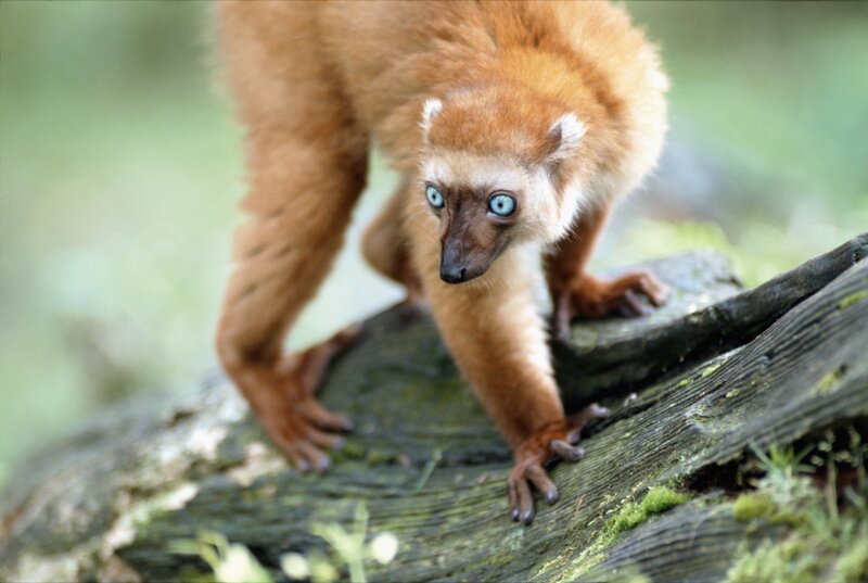 Red lemur on a log