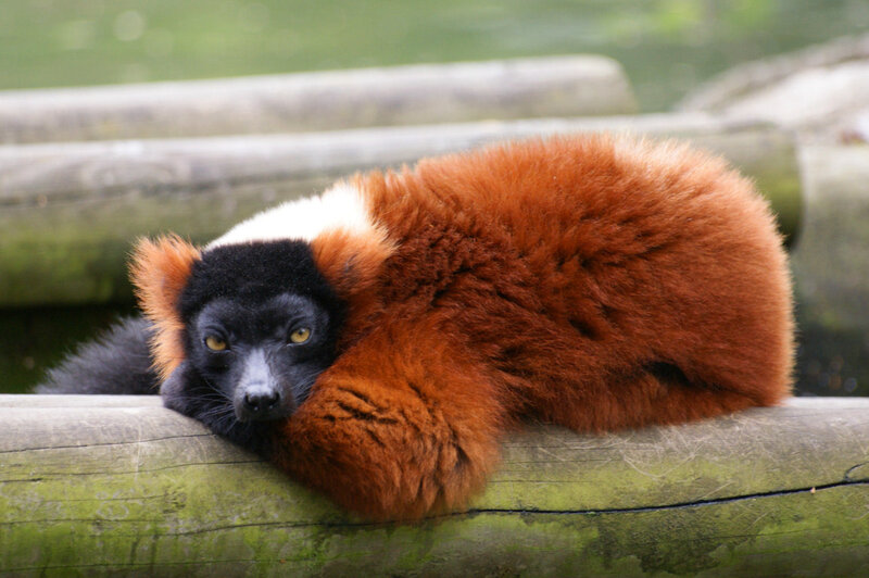 Red lemur resting on log