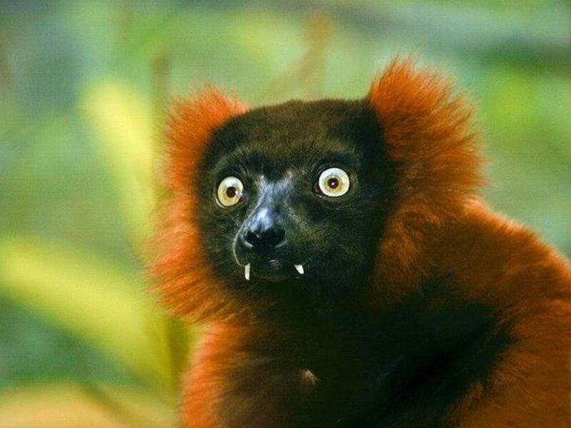 Red Lemur with Black Face