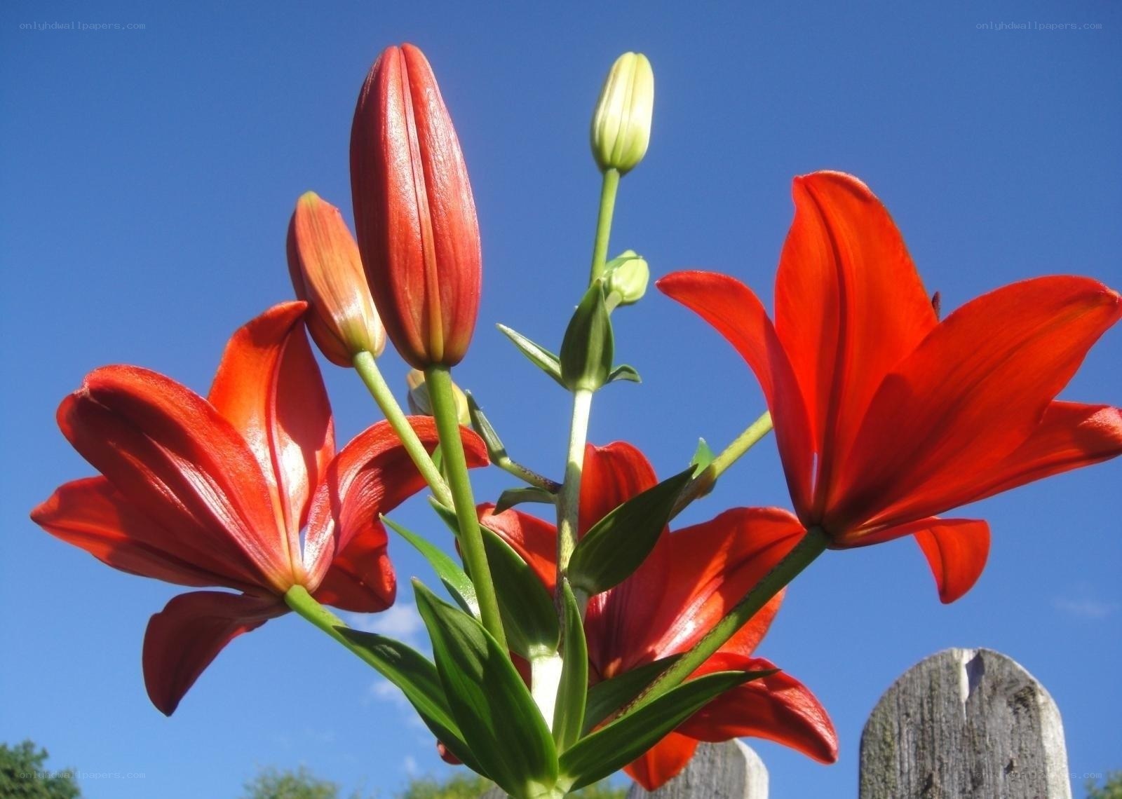 Red lilies against blue sky