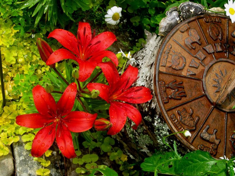 Red Lilies and Zodiac Sign