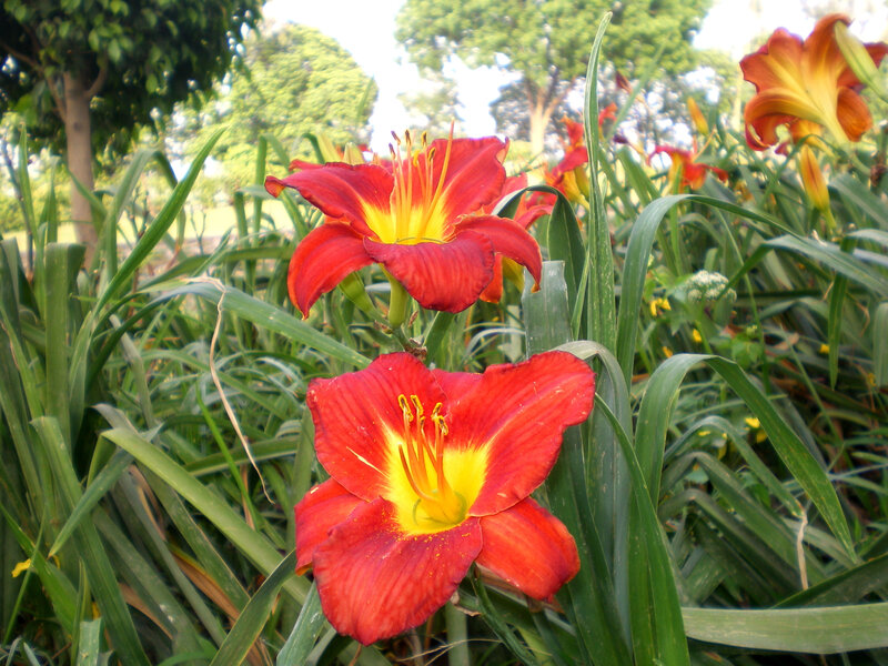 Red lilies in a garden
