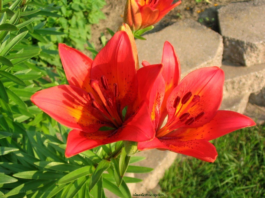 Red lilies in a garden